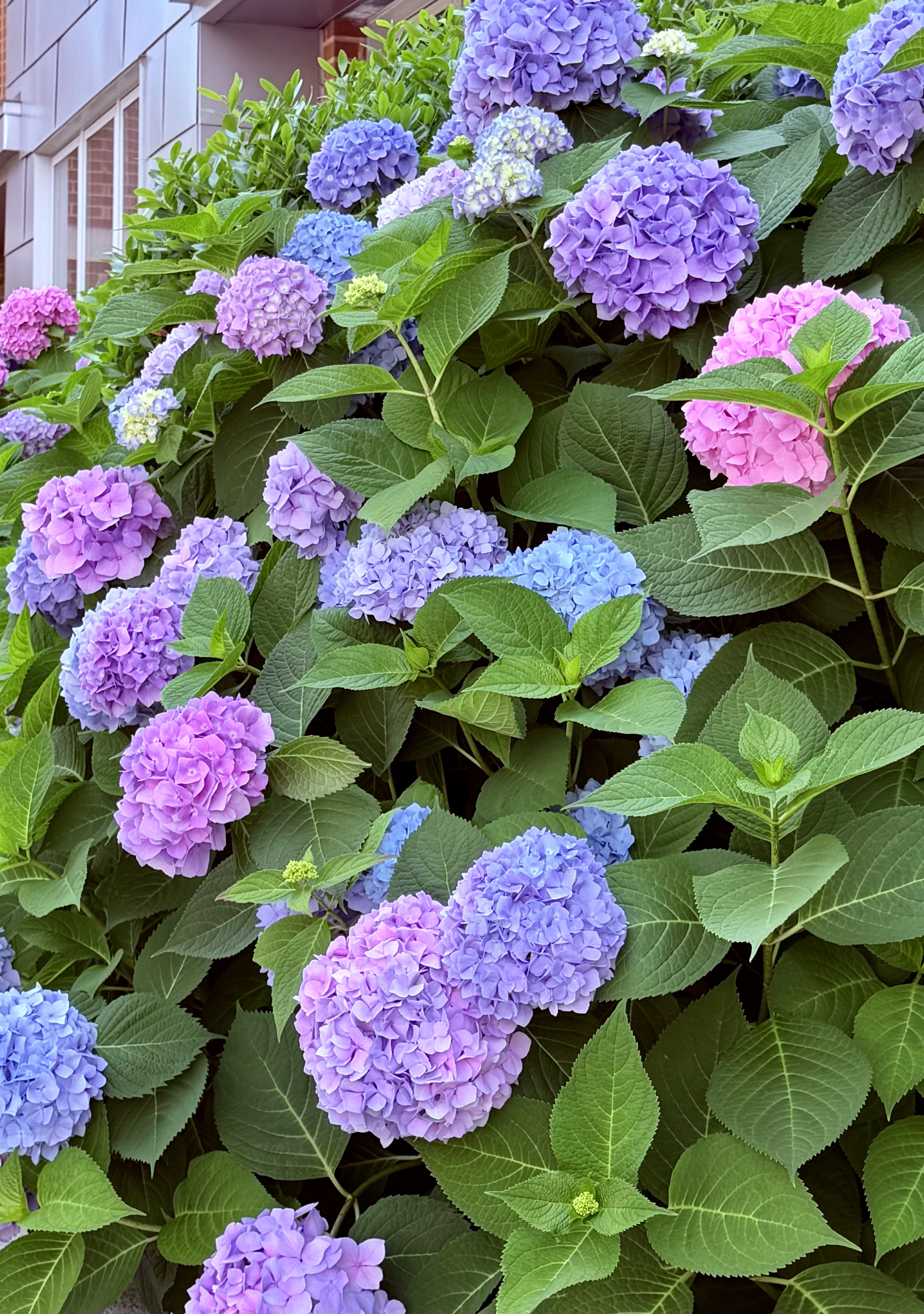 Hydrangeas